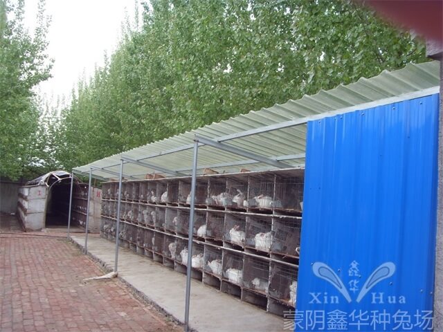 長毛兔養殖
