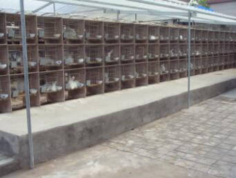 用青飼料喂養(yǎng)長(zhǎng)毛兔，有利于長(zhǎng)毛兔的生長(zhǎng)和繁殖