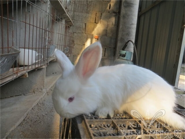 母兔高產(chǎn)有以下幾種方法？