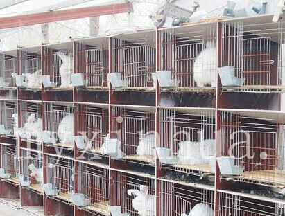 山東蒙陰鑫華種兔場網站正式開通，歡迎新老客戶光臨指導