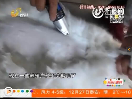 長毛兔選擇散養會面臨什么問題？