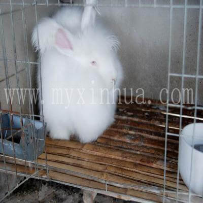 家兔喂料的“三要”“三不要”具體內容