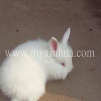 長毛兔