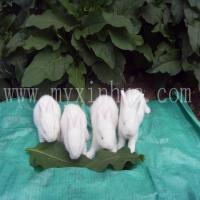 引進(jìn)長毛兔種兔對運(yùn)輸條件的嚴(yán)格性