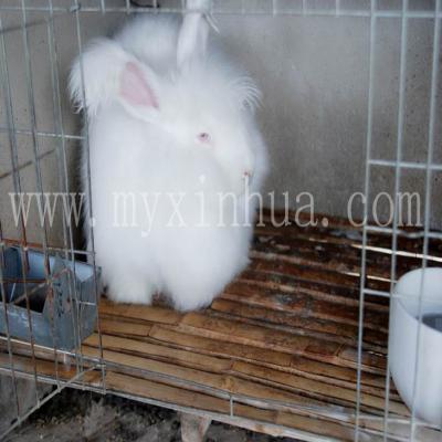 長毛兔的飼養(yǎng)管理上的環(huán)境控制要點(diǎn)！