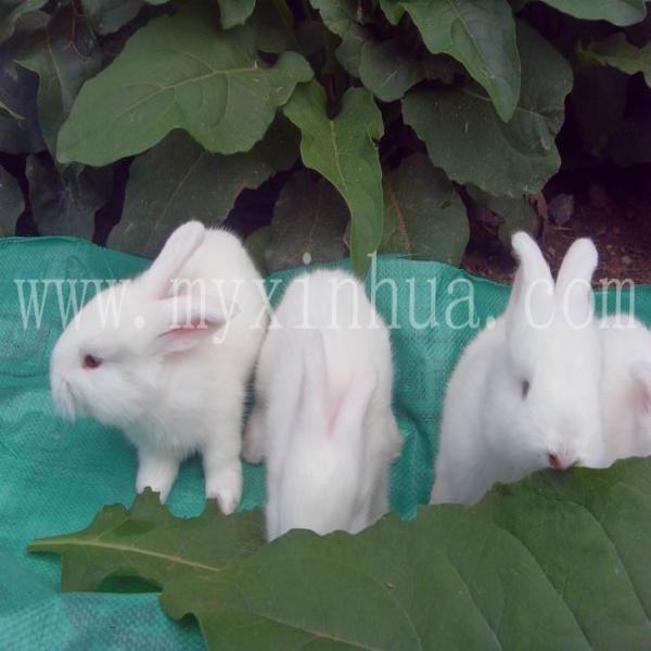 長毛兔的營養(yǎng)價(jià)值